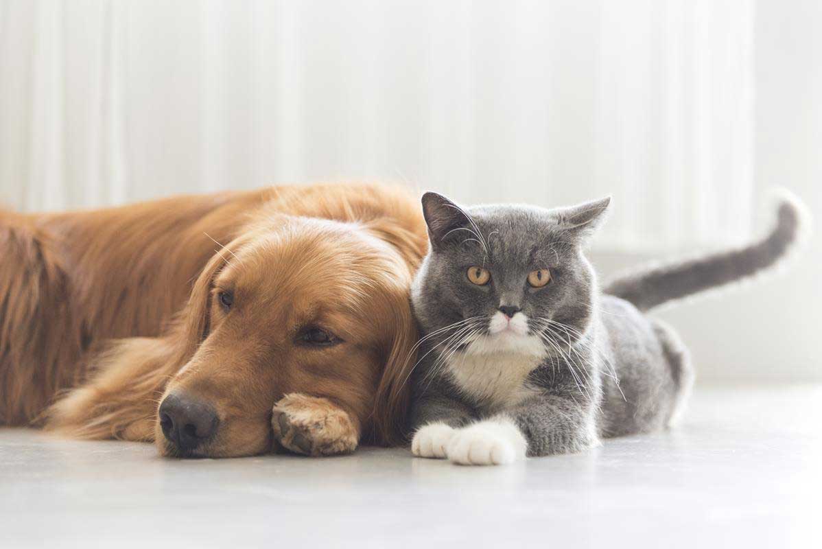 about our veterinary practice  Camp Hill, PA 
