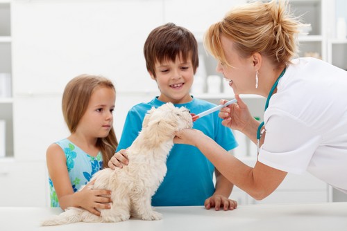 Vaccinations  Camp Hill, PA 