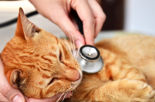 veterinary services  Camp Hill, PA 